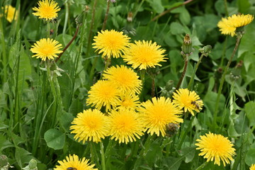 dandelions