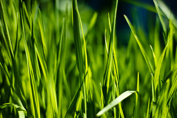 summer greens