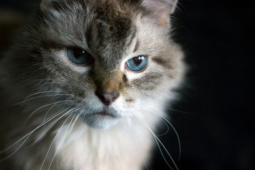 Amazing blue-eyed cat staring intently on black background isolated
