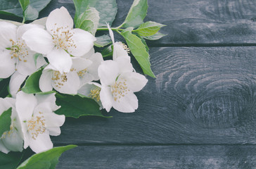 White jasmine flowers and green leaves lie on a wooden background. There is a place for your text.