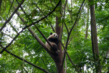 panda in the tree