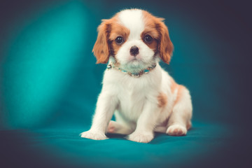 A cute little puppy Cavalier King Charles Spaniel sits with a necklace around his neck. Front view, closeup on turquiose background