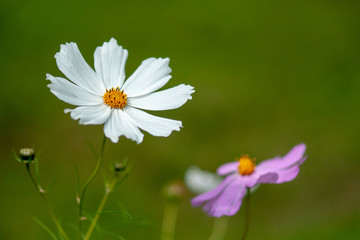 Obraz premium Kosmeya. Flowers with white and pink petals, on a green background.