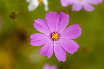 Kosmeya. Flowers with pink petals, on a green background.