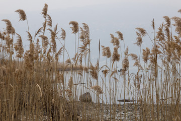 Nebliger Tag am Lago Maggiore, Italien mit Blick auf See und Schilf - Misty day on Lake Maggiore, Italy overlooking lake and reeds