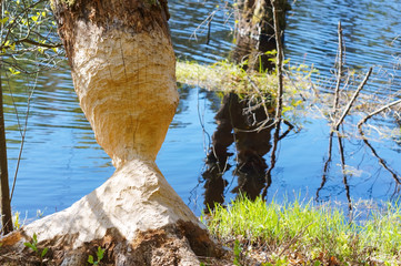 Beavers nibbled the trunk of a tree. Beaver teeth marks on trees.