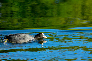 Duck swimming alone in the lake of the park