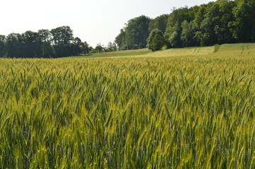 Anfang Sommer. Mohnblumen auf den Kornfeldern