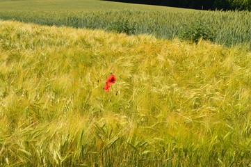 Anfang Sommer. Mohnblumen auf den Kornfeldern