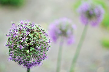 Verblüht Allium