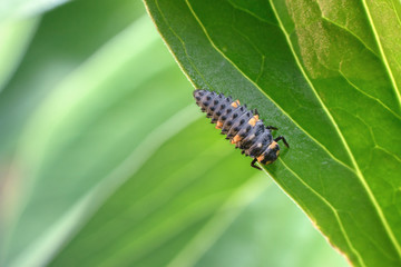 Bright with orange spots ladybug larva on a juicy green leaf. Macro photography of insects, selective focus, copy space.