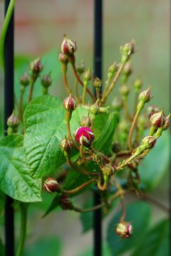 Rosenknospe Ramblerrose
