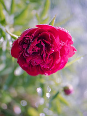 Artistic tinted photo of a large peony Bud, a beautiful flower.
