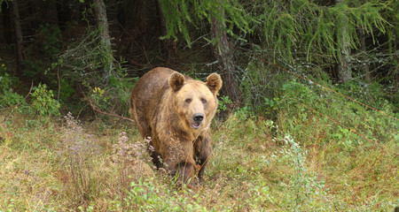 A picture of a bear in the wild in Poland.