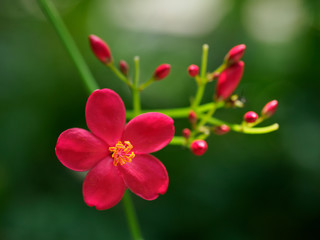 Obraz premium 鮮やかな赤いシクンシ