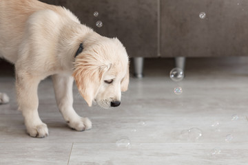 golden retriever puppy playing on wooden floor with soap bubbles in the room