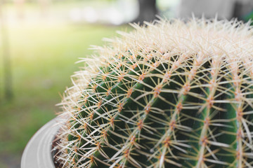 Close up of Big cactus in pot with warm light