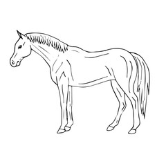 Vector black line hand drawn sketch doodle horse standing isolated on white background 