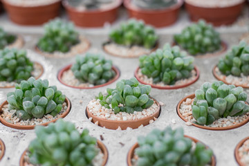 Selective focus of Small cactus in pot