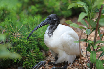 Ibis in Australien