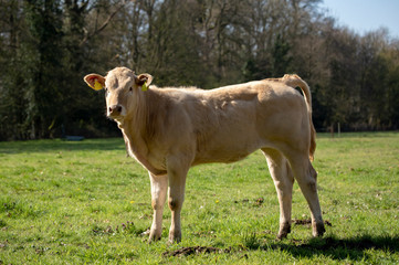 Naklejka na ściany i meble Blonde d'aquitaine cow, heifer, standing perky on green grass in a meadow, pasture, trees at the background.