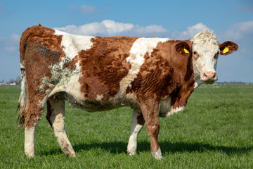 Whole cow, side view, tiny udder, standing upright, curly and muddy with straight drooping tail, blue sky at the horizon. seen from the side, stands in a meadow with a blue sky.