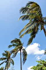 Fototapeta na wymiar Coconut palm in the Philippines