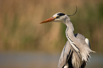 Grey heron (ardea cinerea) in natural habitat. 
