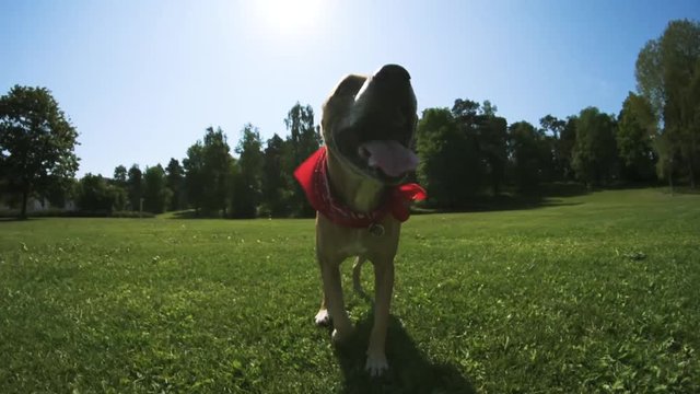 Energetic pitbull walking joyfully in the park