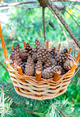 Fototapeta premium Basket of cones in the forest background