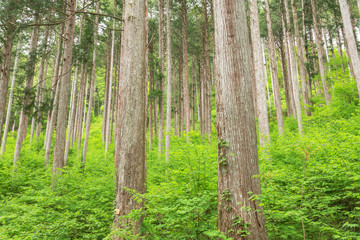日本の木造建築の最高品質と言われる木曽檜の林、長野県の木曽、日本