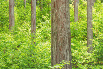 日本の木造建築の最高品質と言われる木曽檜の林、長野県の木曽、日本
