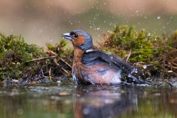 Common chaffinch (Fringilla coelebs)