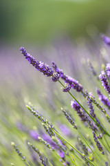 A close up of a lavender flower in a lavender field, with a shallow depth of field