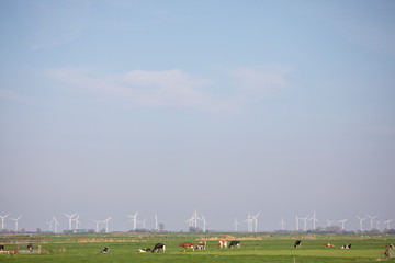 A herd of cows graze in a meadow, pasture cattle, with a whole row of wind turbines in the background in the polder in the Netherlands.