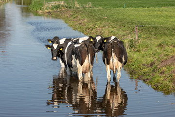 Fototapeta premium Three black and white cows are standing in a creek or ditch, looking backwards, turning heads, seen from behind, reflection in the water.