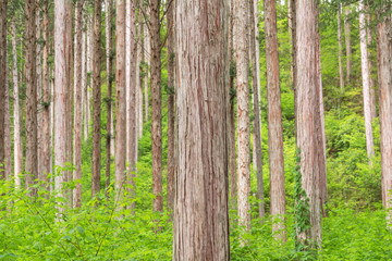 Obraz premium アジア,日本, 長野県,大桑村,木曽,長野, 植物,樹木,木,新緑,檜,林,森,緑,森林,新緑,草,葉,木の葉,幹, 木材,材木,原木, 屋外,自然,風景,自然風景,日本の風景,景色, 晴れ,昼, 5月,初夏,夏, 林業,