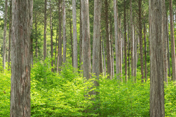 Obraz premium アジア,日本, 長野県,大桑村,木曽,長野, 植物,樹木,木,新緑,檜,林,森,緑,森林,新緑,草,葉,木の葉,幹, 木材,材木,原木, 屋外,自然,風景,自然風景,日本の風景,景色, 晴れ,昼, 5月,初夏,夏, 林業,