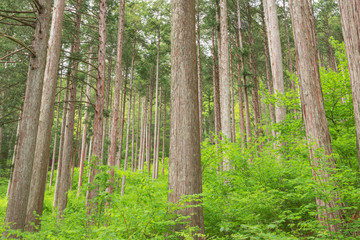 Obraz premium アジア,日本, 長野県,大桑村,木曽,長野, 植物,樹木,木,新緑,檜,林,森,緑,森林,新緑,草,葉,木の葉,幹, 木材,材木,原木, 屋外,自然,風景,自然風景,日本の風景,景色, 晴れ,昼, 5月,初夏,夏, 林業,