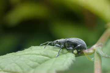 A small black beetle with white hairs sits on a green leaf on a green background. Macro photography of insects, selective focus, copy space.