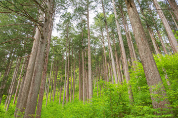 アジア,日本, 長野県,大桑村,木曽,長野, 植物,樹木,木,新緑,檜,林,森,緑,森林,新緑,草,葉,木の葉,幹, 木材,材木,原木, 屋外,自然,風景,自然風景,日本の風景,景色, 晴れ,昼, 5月,初夏,夏, 林業,