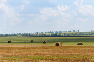 Obraz premium Rolls of hay on a huge field