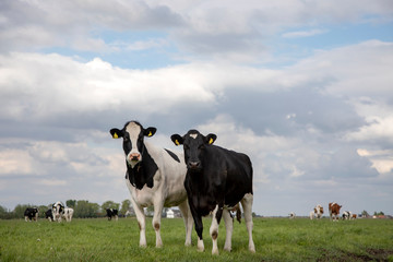 Two black and white cows, friesian holstein, standing in a pasture under a cloudy sky and a faraway horizon.