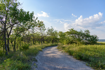Country road among trees on a hot summer day