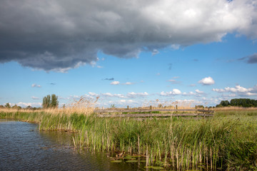 Wooden fence and aquatic plants in a ditch, yellow reed, polder in Holland, rainy cloudy sky.
