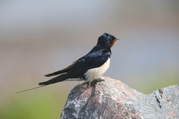 Portraits barn swallow (Hirundo rustica) sits on a stone. Shot from a very close distance, detailed photos