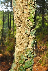 Closeup of cork oak trunk. Forest of Fuencaliente in the Natural Park of the Valley of Alcudia and Sierra Madrona, province of Ciudad Real Castilla la Mancha Spain