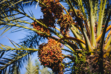Dates fruit ripen on the tree. Palm Tree with date fruits..Turkey.