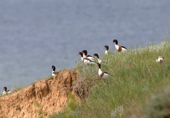 A small flock of common shelduck (Tadorna tadorna) is looking for a place to nest on a steep earthen cliff.
