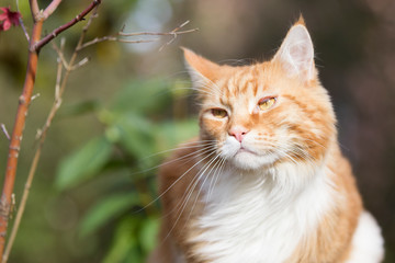 roter Maine-Coon-Katzer im Garten